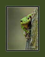 Gray Tree Frog